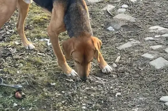 Найдена собака, Школьный пер., 7, Мезмай