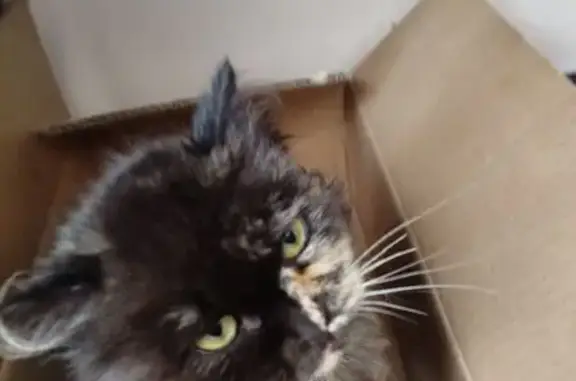 Объявления о пропавших и найденных животных, Светлоград, фото: Найдена кошка, пл. 50 лет Октября, 13