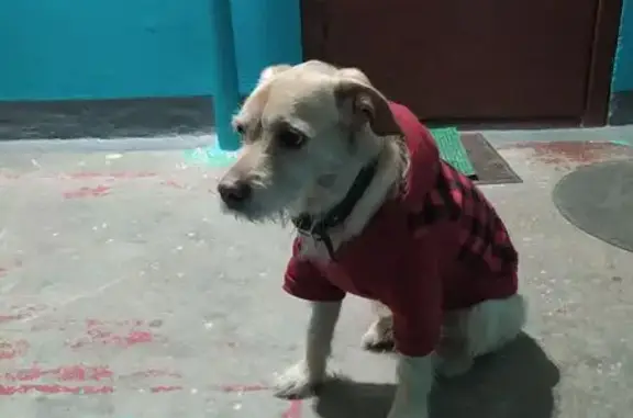 Пегий кабель у ул. Петрищева, 12А, Дзержинск