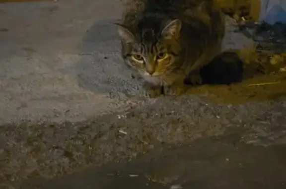 Кошка найдена: ул. Белинского 218к1