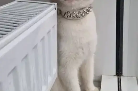 Найдена кошка, Сочи, фото: Крупный кот найден, Ясногорская 16/7, Сочи