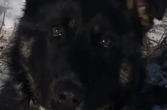 Найденные животные Курган, фото: Собака найдена на ул. Красина, Курган