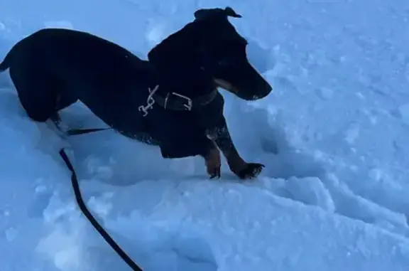 Собаки потеряшки, Грабово, фото: Потеряшка собака на Советской, Грабово
