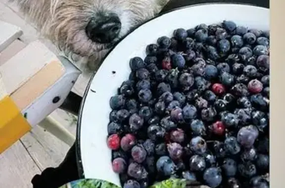 Собака пропала у озера Беле, ул. Матросова