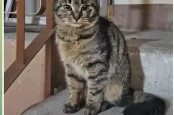 Кошка найдена, ул. М. Горького, Тула