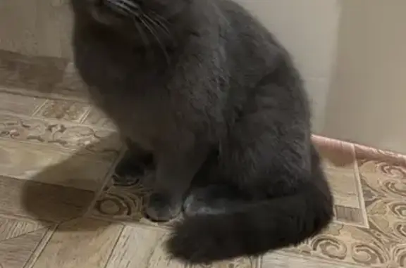 Найдена кошка, Саратов, фото: Кошка найдена: Гусельская ул., 4, Саратов