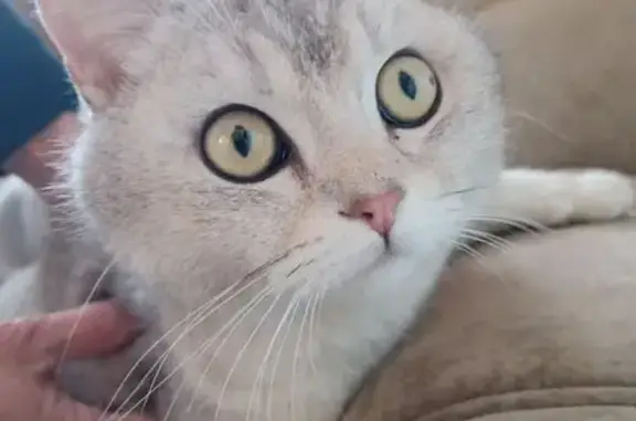 Найдена кошка, Круглое Поле, фото: Кот найден в Круглом Поле, Татарстан