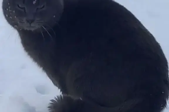 Найдена кошка, Пикалёво, фото: Британец найден: Подлипская ул, 10, Пикалёво