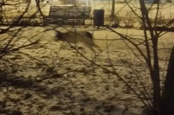 Метис лайки найден на Верхние Поля, 28