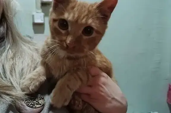 Найдена кошка, Иваново, фото: Кошка найдена: 4-я Газетная ул., Иваново