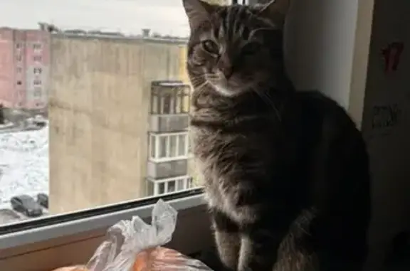 Потерянные животные Калининград, фото: Пропала кошка, Балтийское шоссе 106А