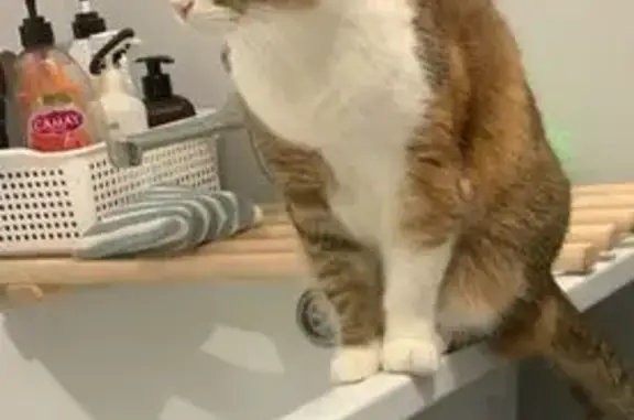 Кошки потеряшки, , фото: Потеряшка кошка на пр. Строителей, 34А