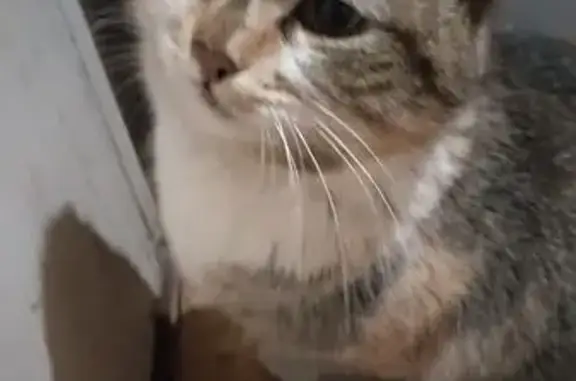 Объявления о пропавших и найденных животных, Гуково, фото: Трехцветная кошка найдена, ул. Мира, 5