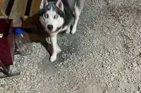 Найдена собака, Тульская область, фото: Хаски найдена в п.Пахомово, Тульская обл.