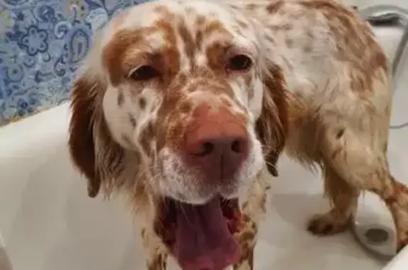 Найдена собака, Краснодар, фото: Найдена собака, Посадская 7, Краснодар