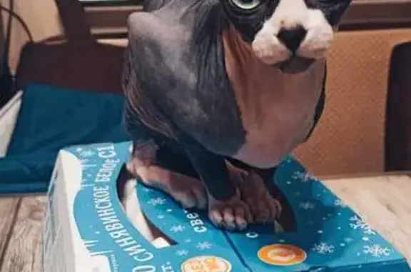 Кошки потеряшки, Санкт-Петербург, фото: Потеряшка кошка, Рыбацкий пр., 25 к1, СПб