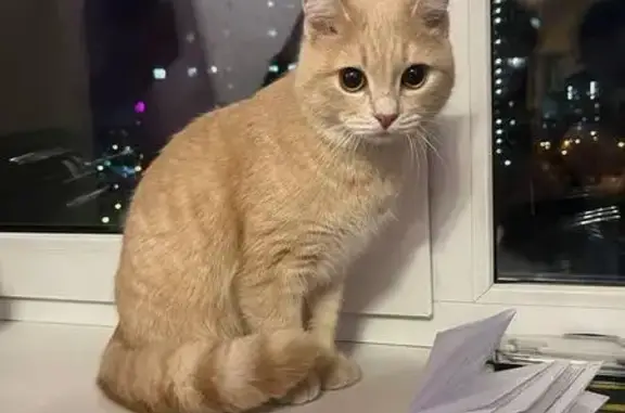Найдена кошка, Тюмень, фото: Кошка найдена: ул. Болотникова, 50, Тюмень