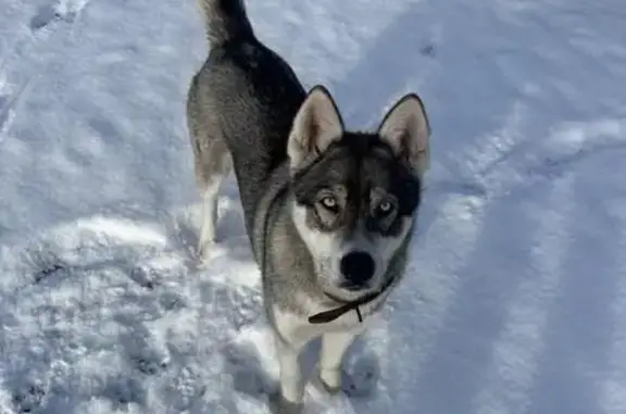 Найдена собака, совхоза 