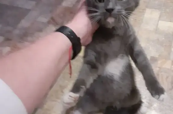 Найденные животные Тверь, фото: Кошка найдена: Кольцевая ул., 76, Тверь