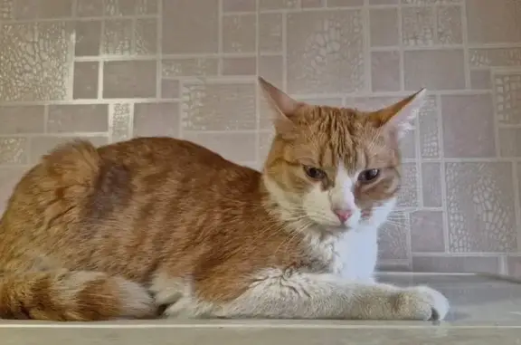 Найденные животные Москва, фото: Найдена рыжая кошка, Пулковская 19 к3