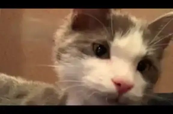 Найдена кошка, Пятигорск, фото: Кошка найдена на пр. Кирова, 94, Пятигорск