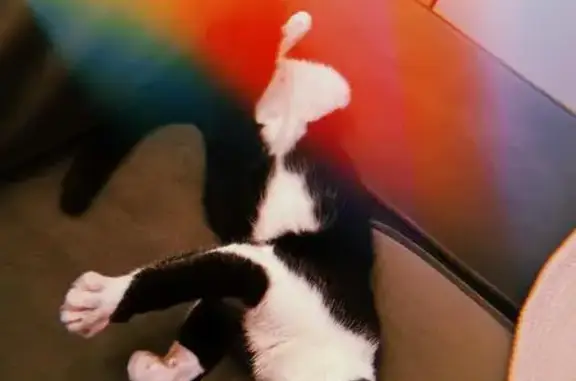 Кошки потеряшки, Сочи, фото: Потеряшка кошка на ул. Свердлова, Адлер