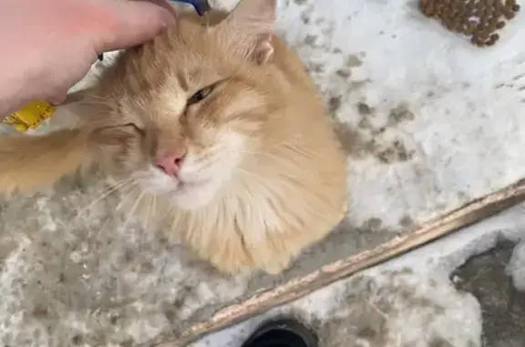 Найдена кошка, ул. Герцена, 15, Томск
