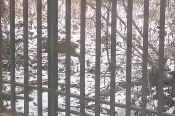Кошка найдена: ул. Н. Островского, Астрахань