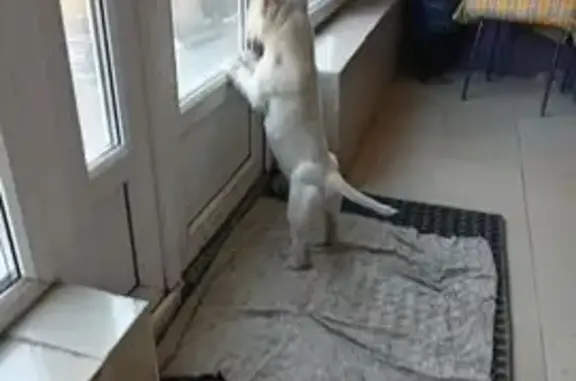 Найдена собака, Ростов-на-Дону, фото: Собака найдена: Закруткина, 27, Ростов-на-Дону