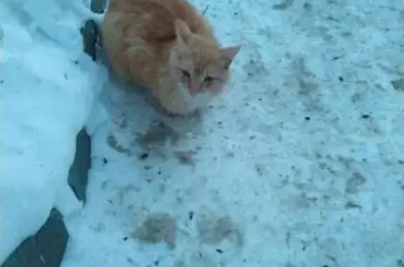 Кошка найдена: ул. Гоголя, 61, Томск