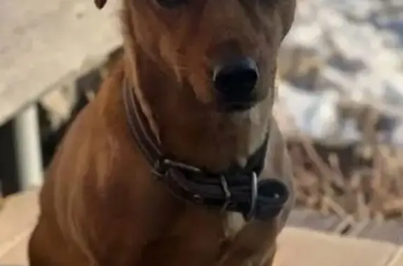 Собака найдена у Лика, Нижний Архыз