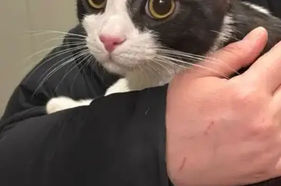 Найдена кошка, Москва, фото: Кошка найдена: Соколово-Мещерская, 25