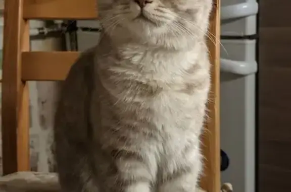 Кошки потеряшки, Санкт-Петербург, фото: Потеряшка кошка, пр. Просвещения 54, СПб