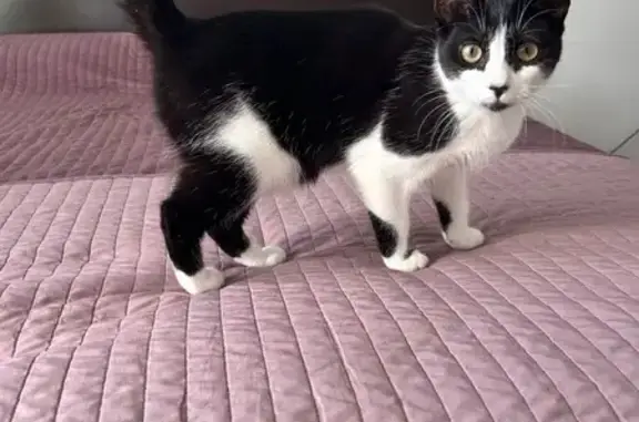 Кошки потеряшки, Санкт-Петербург, фото: Потеряшка кошка, пр. Луначарского, 17