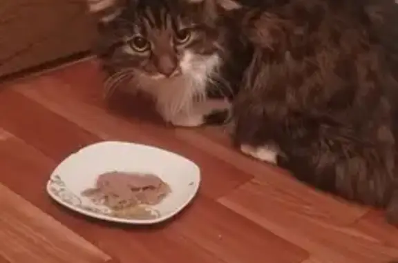 Найдена кошка, Курск, фото: Кот найден у подъезда, Клыкова 86, Курск