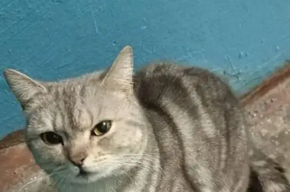 Найдена кошка, Мелеуз, фото: Кошка найдена на Октябрьской, 14, Мелеуз