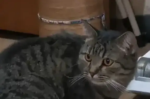 Найдена кошка, Иваново, фото: Кошка найдена: ул. Котовского, 23, Иваново