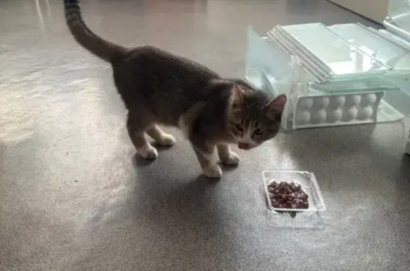 Найденные животные Томск, фото: Красивая кошка найдена на Герцена, 72