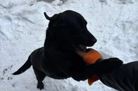 Найденные животные Ставрополь, фото: Лабрадор найден у ЖК Семейный, Чапаева 4/1Б