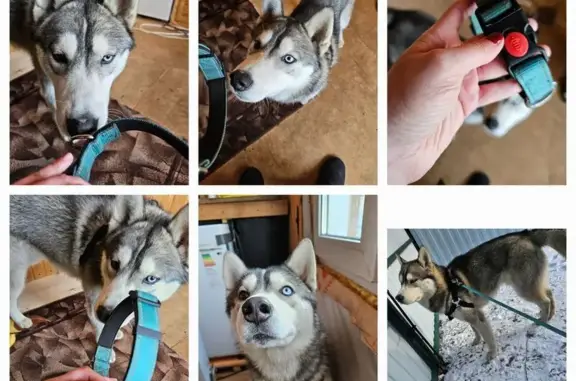 Найдена собака, Московская область, фото: Хаски найдена в Магните, Корсаково