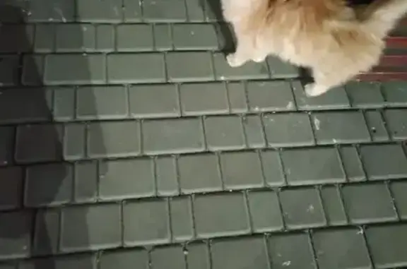 Кошка найдена: ул. Строителей, 94, Южноуральск