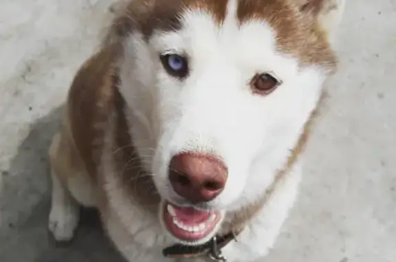 Потерянные животные Пенза, фото: Пропала собака, ул. Громова, Пенза