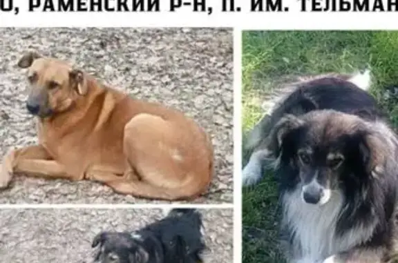 Собаки потеряшки, имени Тельмана, фото: Потеряшка собака, пос. Тельмана, Центр. ул.