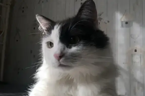 Кошки потеряшки, Москва, фото: Потеряшка кошка, Варшавское шоссе, Москва