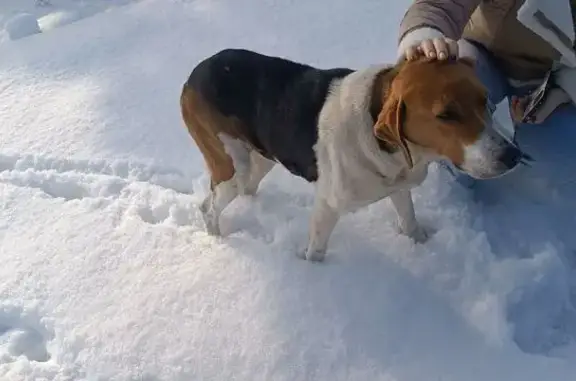 Гончая найдена: ул. Ленина, 1А, Гагино