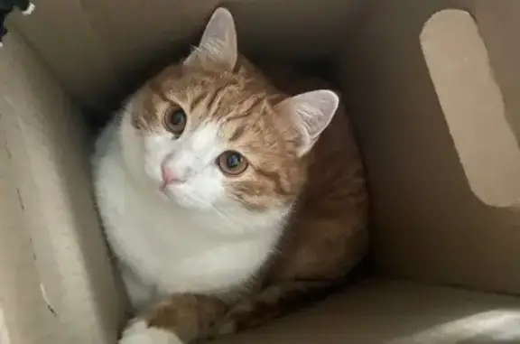 Кошки потеряшки, Ворсма, фото: Потеряшка кот Васька, ул. Мичурина, 38, Ворсма