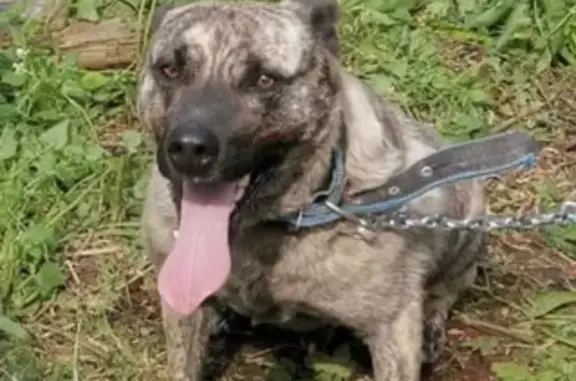 Собаки потеряшки, Нахабино, фото: Потеряшка собака, Нахабино, 2-я Лесопарковая, 15