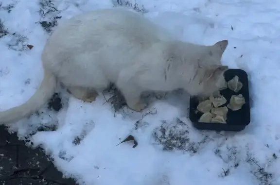 Найдена белая кошка, ул. Космонавтов, 10 к3