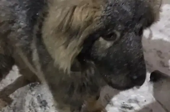 Найдена собака, Оренбург, фото: Щенок найден: ул. Чкалова 18/1, Оренбург