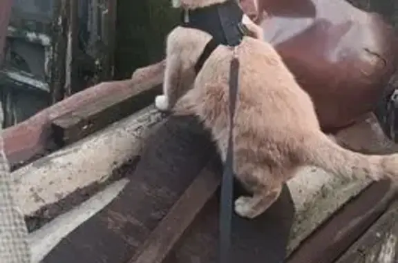 Кошки потеряшки, , фото: Потеряшка кот, ул. Богдана Хмельницкого, 23